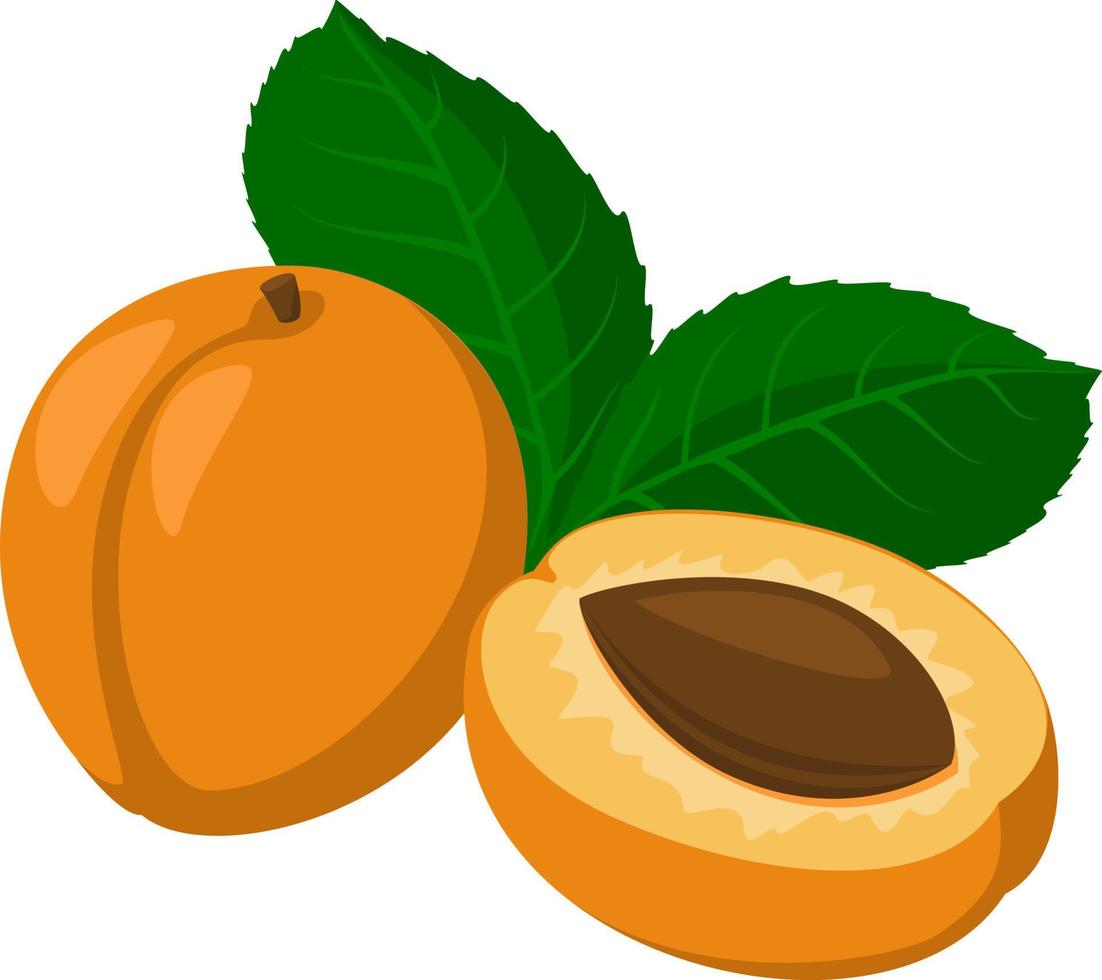 albaricoque