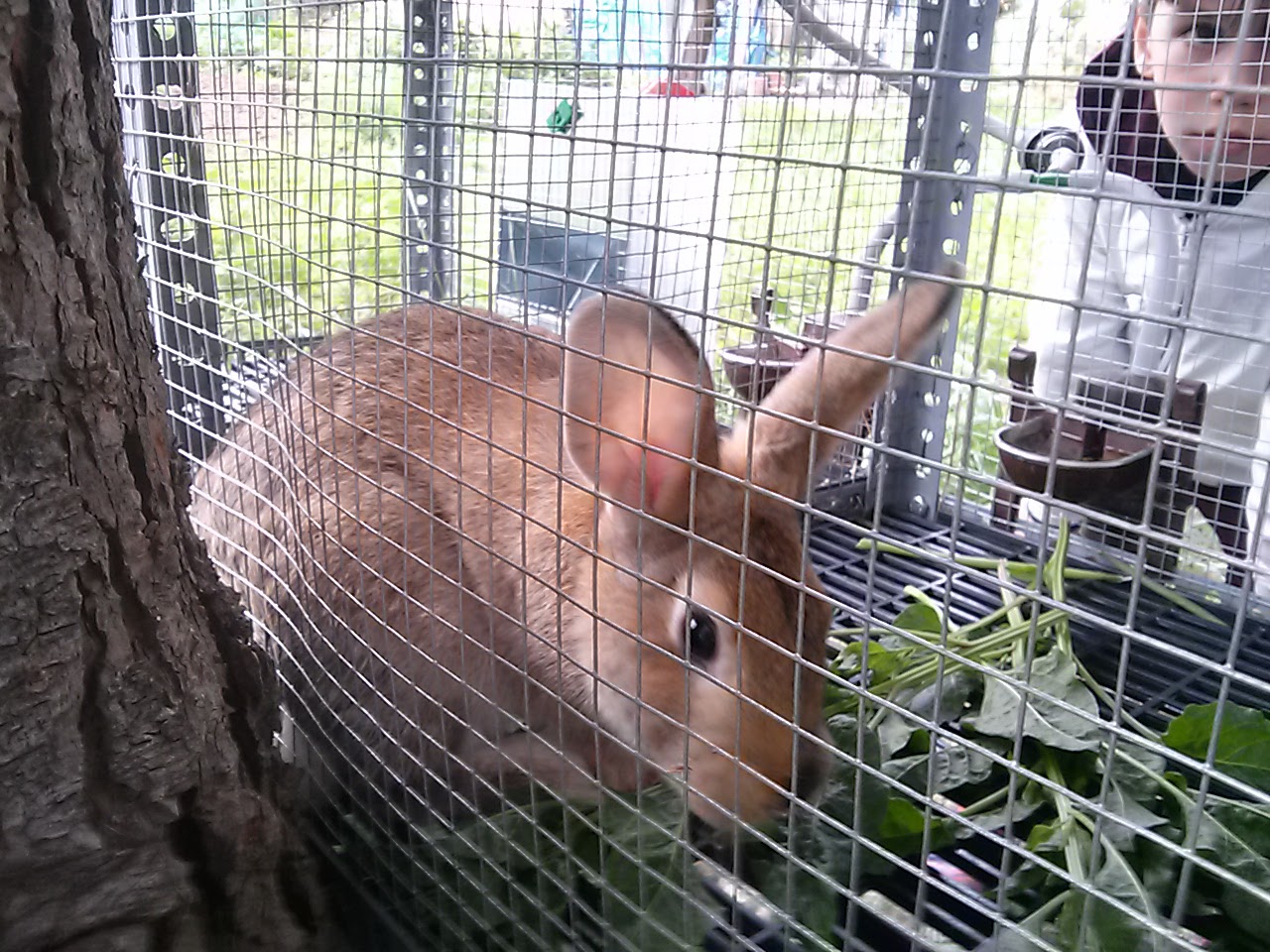 2017 03 Coneja y Fresas6